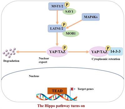 The relationship between the Hippo signaling pathway and bone metastasis of breast cancer